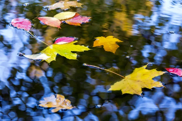 Variedad de hojas otoñales brillantes en charco de agua —  Fotos de Stock
