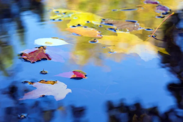 Composition automnale Feuilles flottantes dans la flaque Images De Stock Libres De Droits