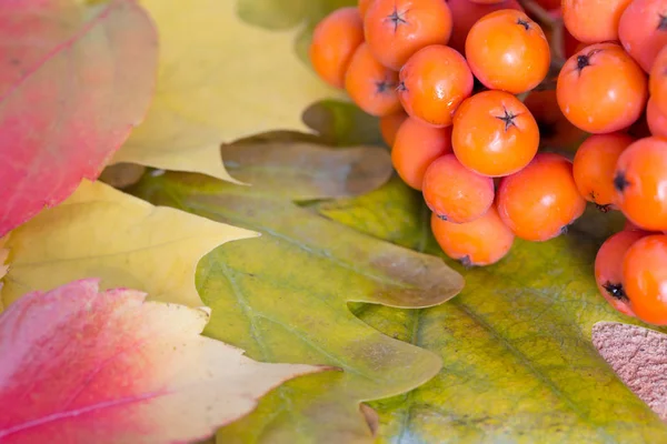 Rowanberry on autumnal leaves close up — Stock Photo, Image