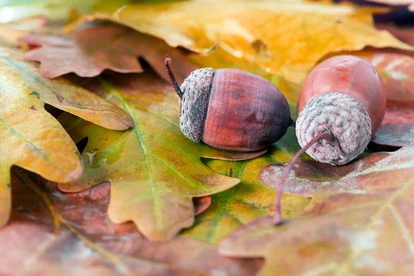 Zwei braune Eicheln auf herbstlichen Blättern aus nächster Nähe Stockbild