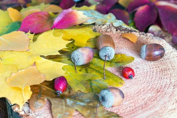 木の上の秋のものと季節の葉 ロイヤリティフリーのストック画像