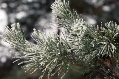 Yeşil çam ağacının dalını 
