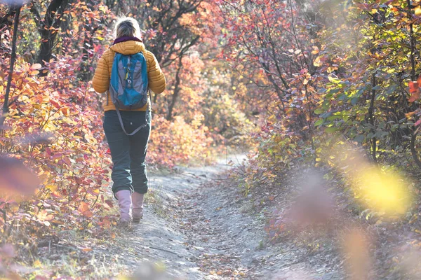 Escursionista a piedi sulla foresta autunnale — Foto Stock