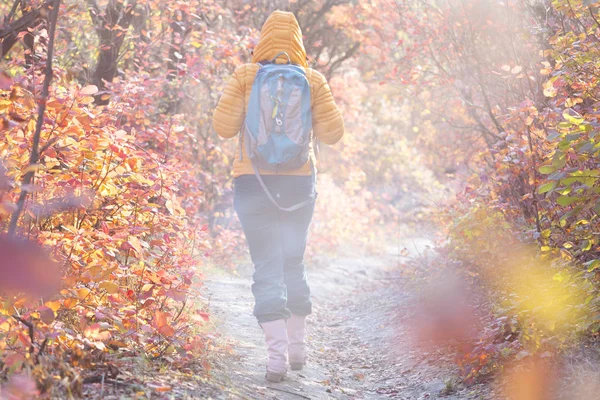 徒步旅行者走在秋天的森林 — 图库照片