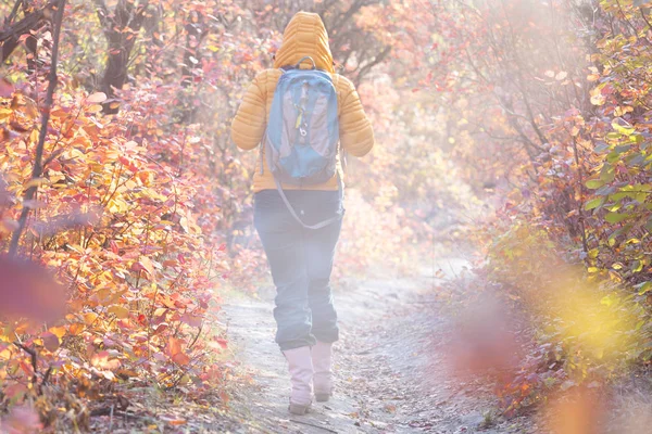 紅葉の森を歩くハイカー — ストック写真