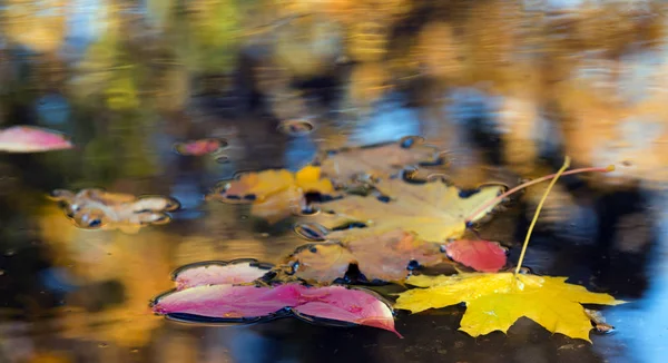 Feuilles tombées dans la flaque — Photo