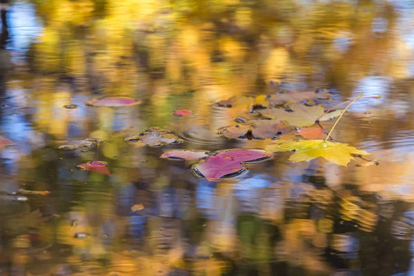 Feuilles tombées dans la flaque — Photo