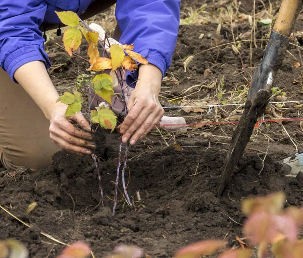 Landwirt sät kleine Pflanze aus — Stockfoto