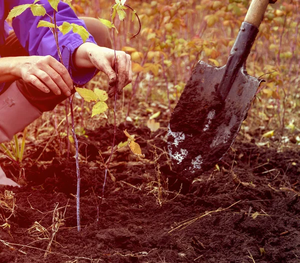 Farmer seeding small Plant — Stock Photo, Image