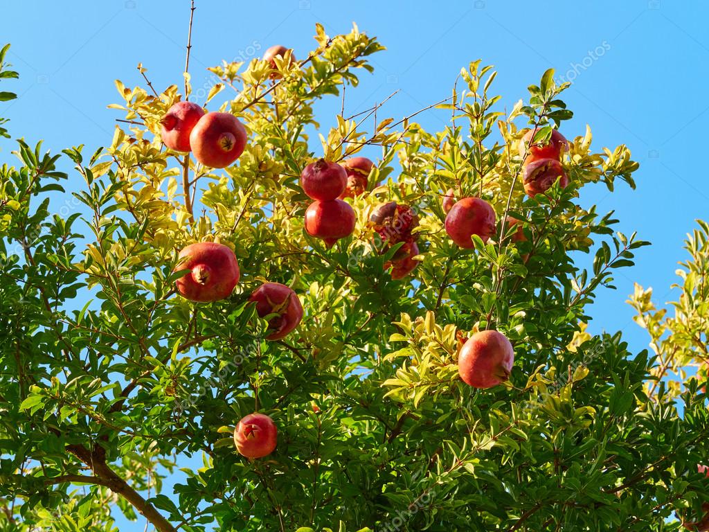 Branches of pomegranate tree (punica granatum) full of ripe fruits in a sunny day. Blue sky in background Stock Photo by ©lucagal 126556250 Branches of pomegranate tree (punica granatum) full of ripe fruits in a sunny day. Blue sky in background Stock Photo by ©lucagal 126556250