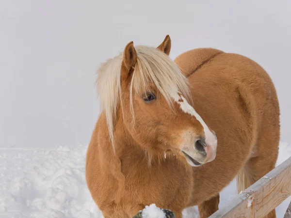 Portret haflinger konia w górskie łąki pełne śniegu — Zdjęcie stockowe