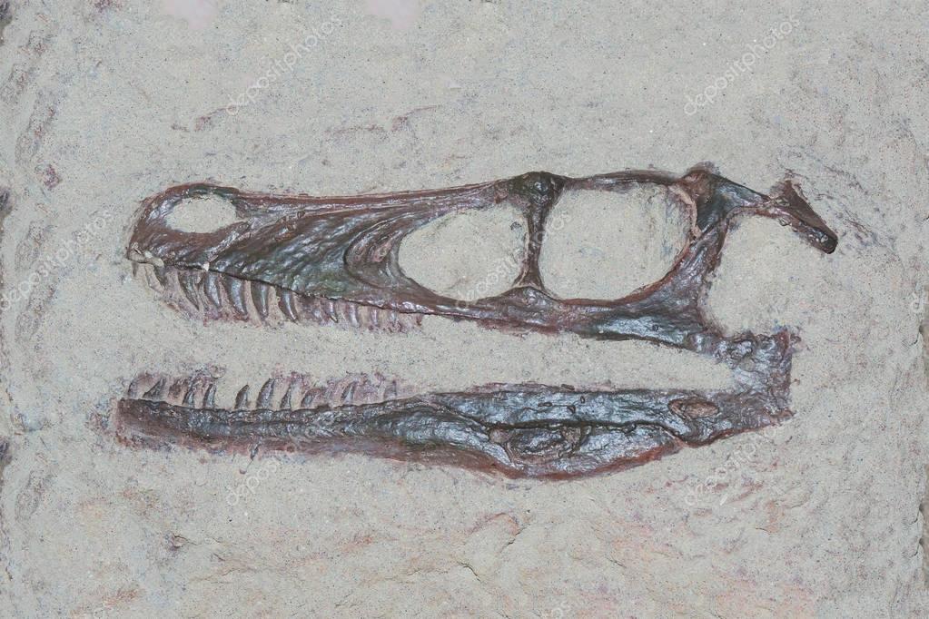 most complete velociraptor fossil