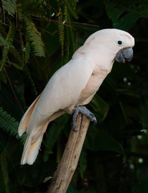 Kakadu papağan pembe beyaz tüylü bir gövde üzerinde