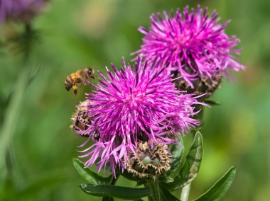 Mor pembe dağ çiçeği uçan bal arısı