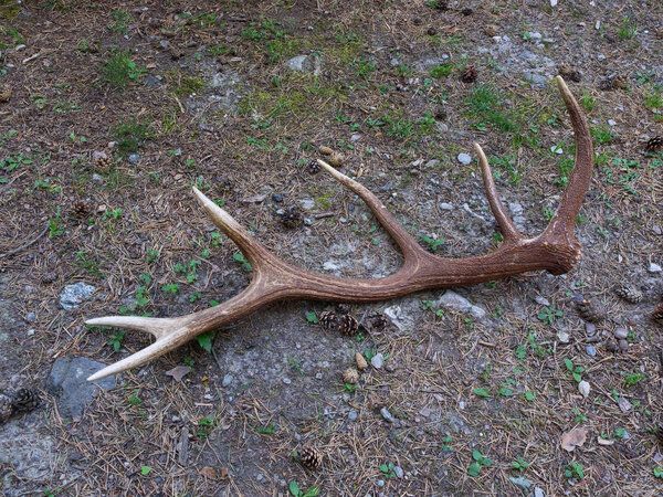 Horn of a deer on the ground of the forest