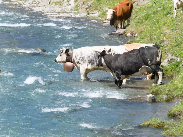 Gruppe von Kühen überquert alpinen Fluss auf Almen — Stockfoto