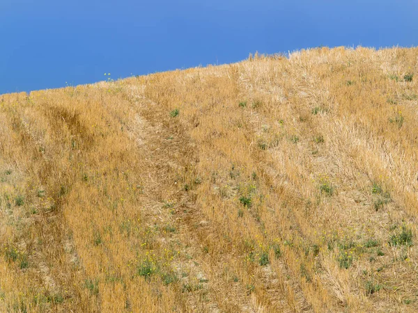 Altın buğday alan hasat sonra bir tepede. mavi gökyüzü