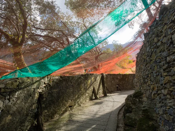 Creuza Old Narrow Road Bordered Stone Walls Covered Colorful Nets — Stock Photo, Image