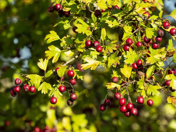 Детали обыкновенной боярышника, полной спелых красных ягод осенью — стоковое фото