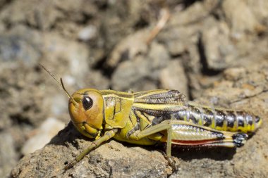 Yakından bakınca, sarı yeşil bir çekirge görünüyor.
