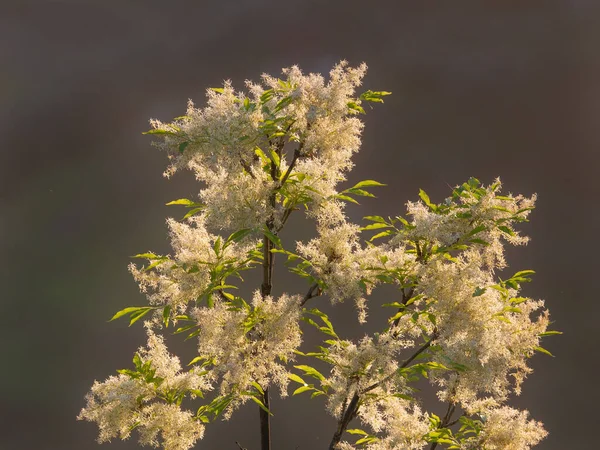 Eschenzweig Voller Trauben Kleiner Weißer Blüten Grauer Hintergrund Stockfoto