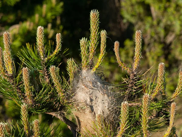 Pine Processionary Thaumetopoea Pityocampa Φωλιά Στην Κορυφή Ενός Νεαρού Πεύκου — Φωτογραφία Αρχείου