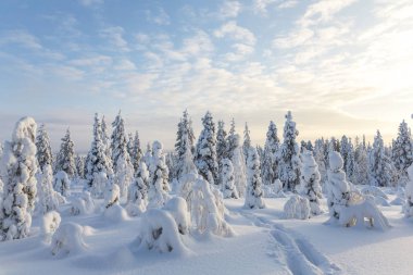 Kar kaplı ağaçlar, Riisitunturi Milli Parkı, Lapland, Finlandiya