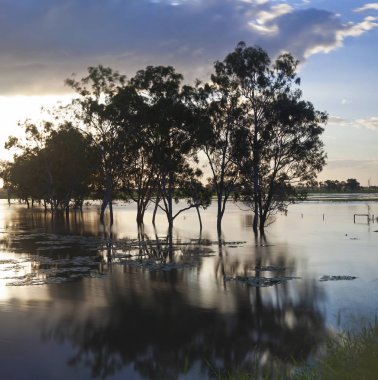 Ağaçlar su dolu Creek, nr Rockhampton, Queensland, Avustralya