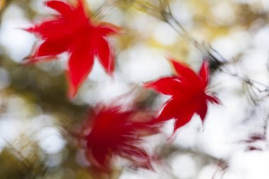 Japonca akçaağaç ağaç yaprakları sonbaharda