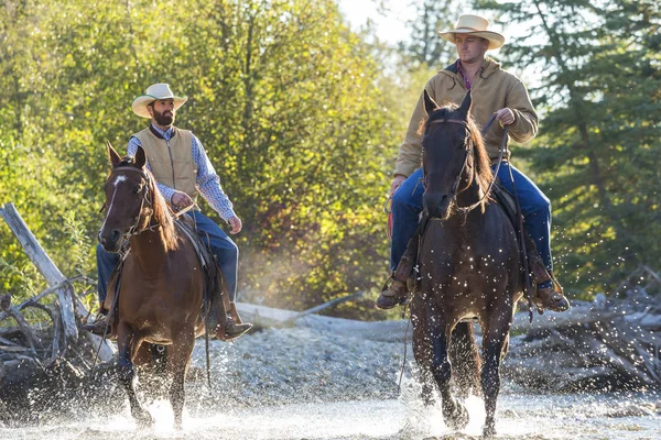 Cowboys & horses, britisch kolumbien, kanada, nordamerika — Stockfoto