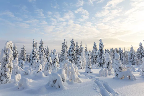 Sneeuw bedekt bomen, Riisitunturi Nationaal Park, Lapland, Finland — Stockfoto