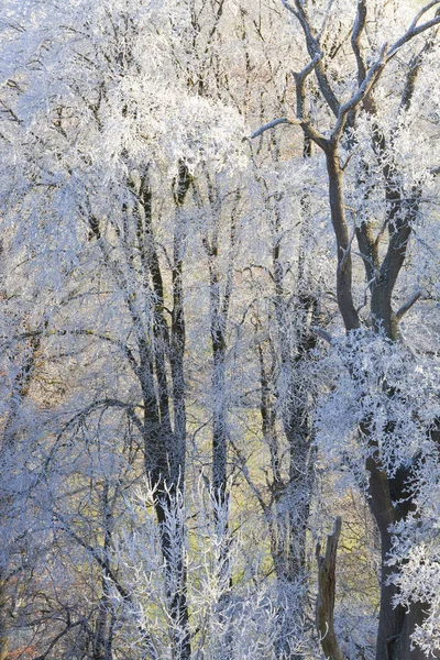 Neve árvores cobertas, Uley, Gloucestershire, Reino Unido — Fotografia de Stock