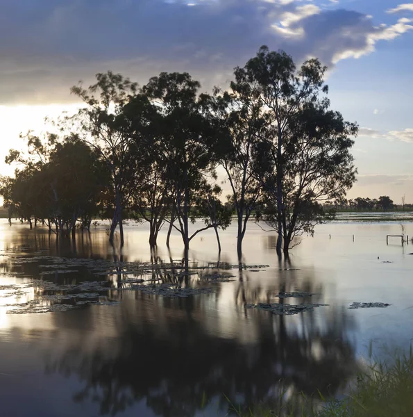 Alberi in torrente allagato, nr Rockhampton, Queensland, Australia — Foto Stock