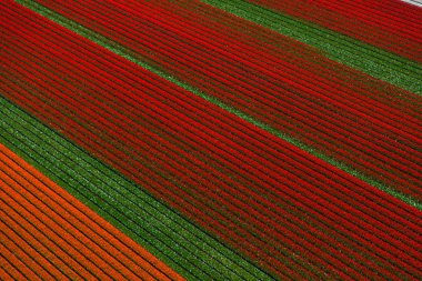 Kuzey Hollanda, Hollanda 'daki lale tarlalarının havadan görünüşü