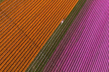 Kuzey Hollanda, Hollanda 'daki lale tarlalarının havadan görünüşü