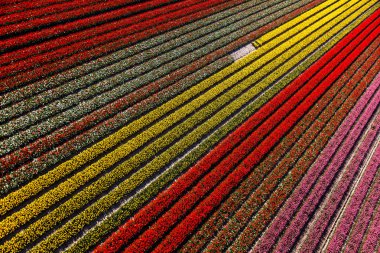 Kuzey Hollanda, Hollanda 'daki lale tarlalarının havadan görünüşü