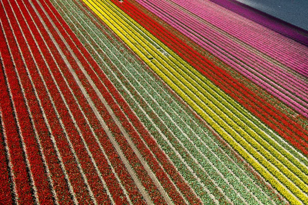 Вид Воздуха Поля Тюльпанов Северной Голландии Нидерланды — стоковое фото