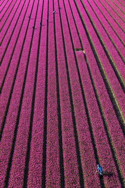 Vue Aérienne Des Champs Tulipes Hollande Septentrionale Pays Bas — Photo