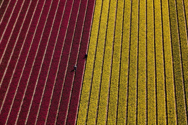 Vista Aérea Dos Campos Tulipas Holanda Norte Países Baixos — Fotografia de Stock