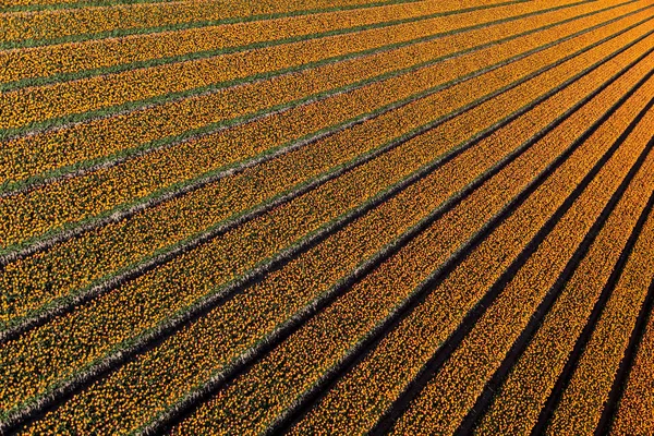 Vista Aérea Dos Campos Tulipas Holanda Norte Países Baixos — Fotografia de Stock