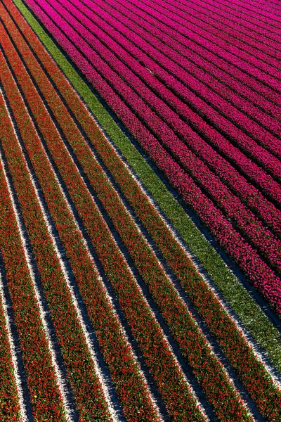 Vista Aérea Dos Campos Tulipas Holanda Norte Países Baixos — Fotografia de Stock