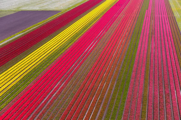 Légi Felvétel Tulipánföldekről Észak Hollandiában Hollandiában — Stock Fotó