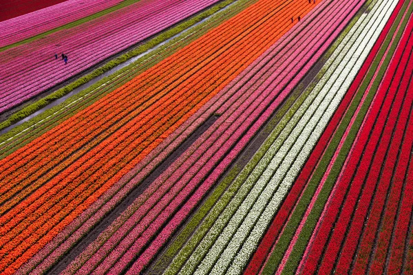 Vue Aérienne Des Champs Tulipes Hollande Septentrionale Pays Bas — Photo