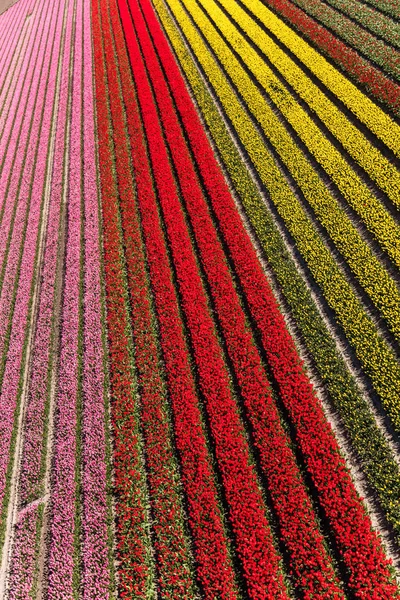 Légi Felvétel Tulipánföldekről Észak Hollandiában Hollandiában — Stock Fotó