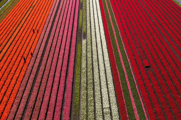 Повітряний Вид Поля Тюльпанів Північній Голландії Нідерланди — стокове фото