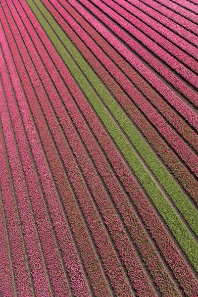 Vue Aérienne Des Champs Tulipes Hollande Septentrionale Pays Bas — Photo