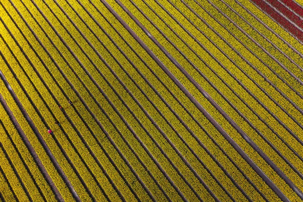 Vista Aérea Dos Campos Tulipas Holanda Norte Países Baixos — Fotografia de Stock