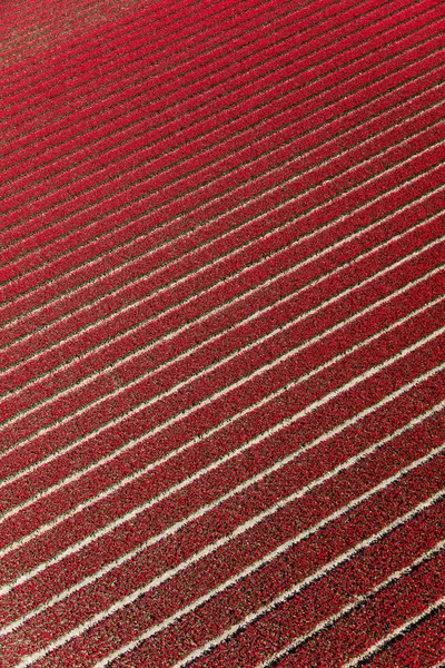 Vista Aérea Dos Campos Tulipas Holanda Norte Países Baixos — Fotografia de Stock