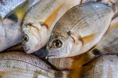 Pazarda taze balık Tavira, Algarve, Portekiz