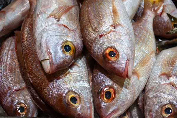 Varieties Fresh Fish Market Tavira Algarve Portugal — Stock Photo, Image